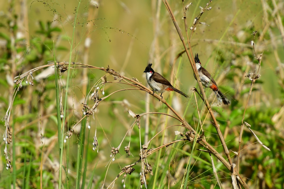bulbul červenouchý - ML642378525