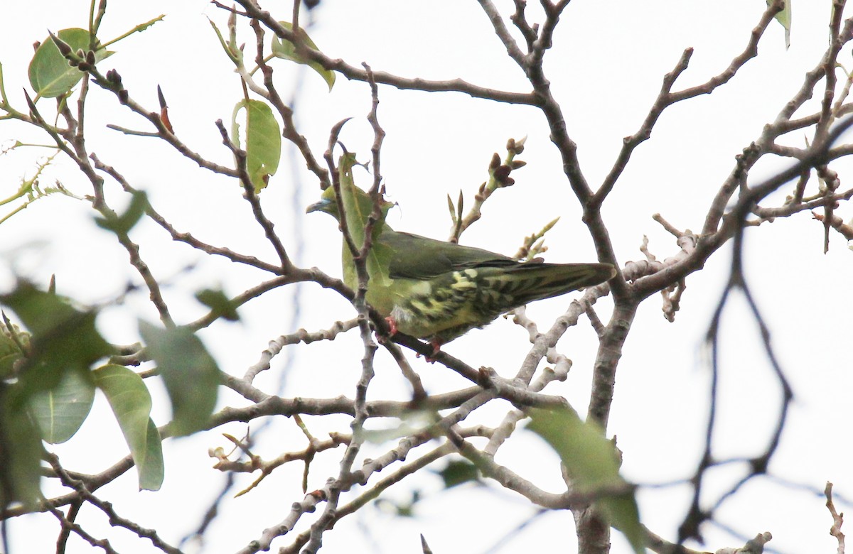 Wedge-tailed Green-Pigeon - ML642378526