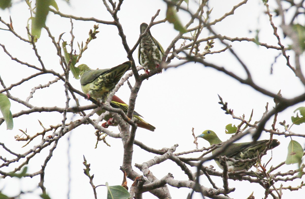 Wedge-tailed Green-Pigeon - ML642378527
