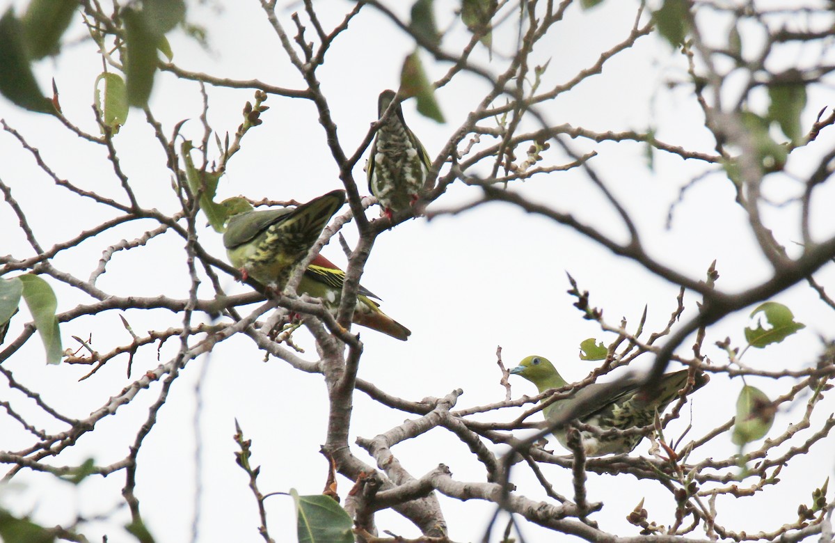Wedge-tailed Green-Pigeon - ML642378528