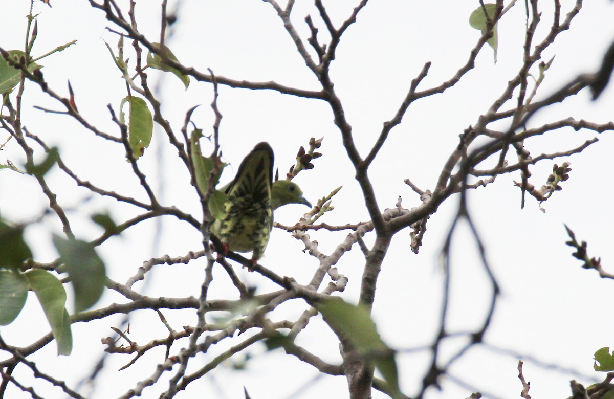 Wedge-tailed Green-Pigeon - ML642378541