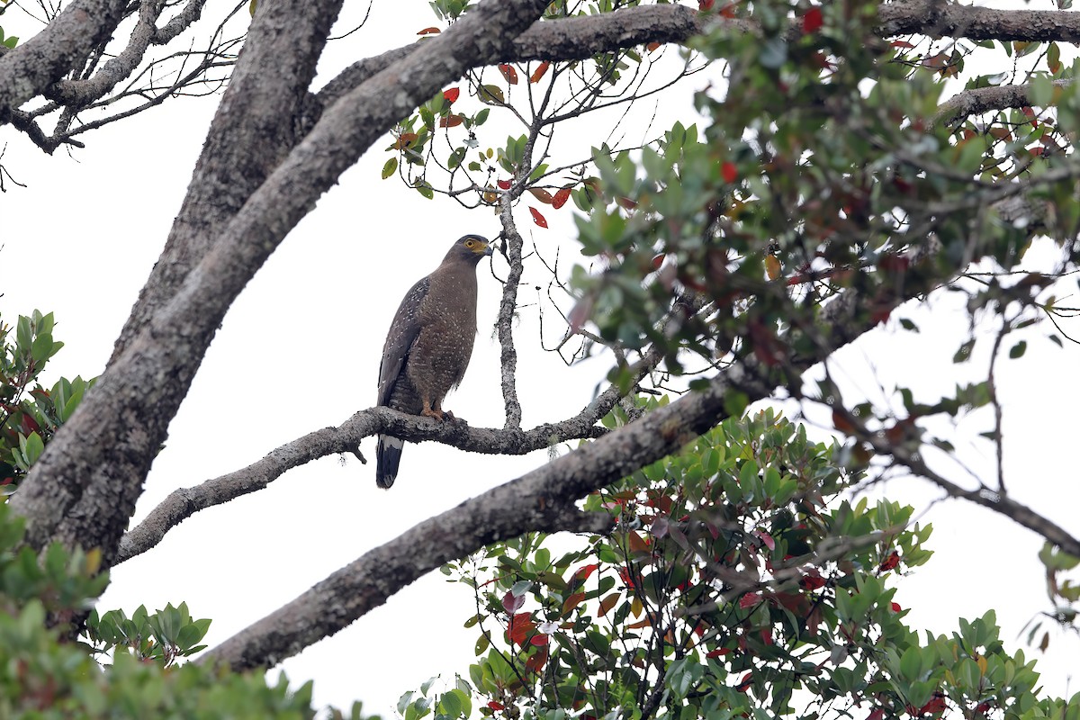 Crested Serpent-Eagle - ML642378545