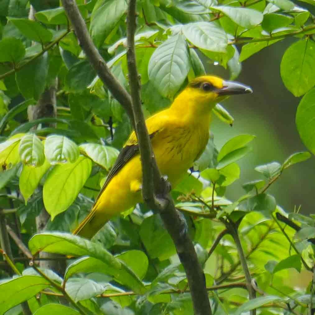 Black-naped Oriole (Philippine) - ML642378546
