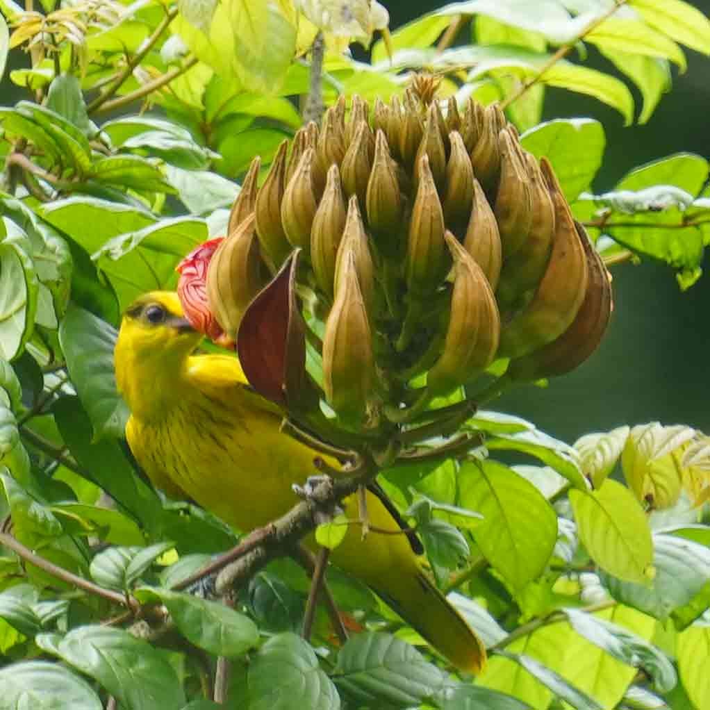 Black-naped Oriole (Philippine) - ML642378547