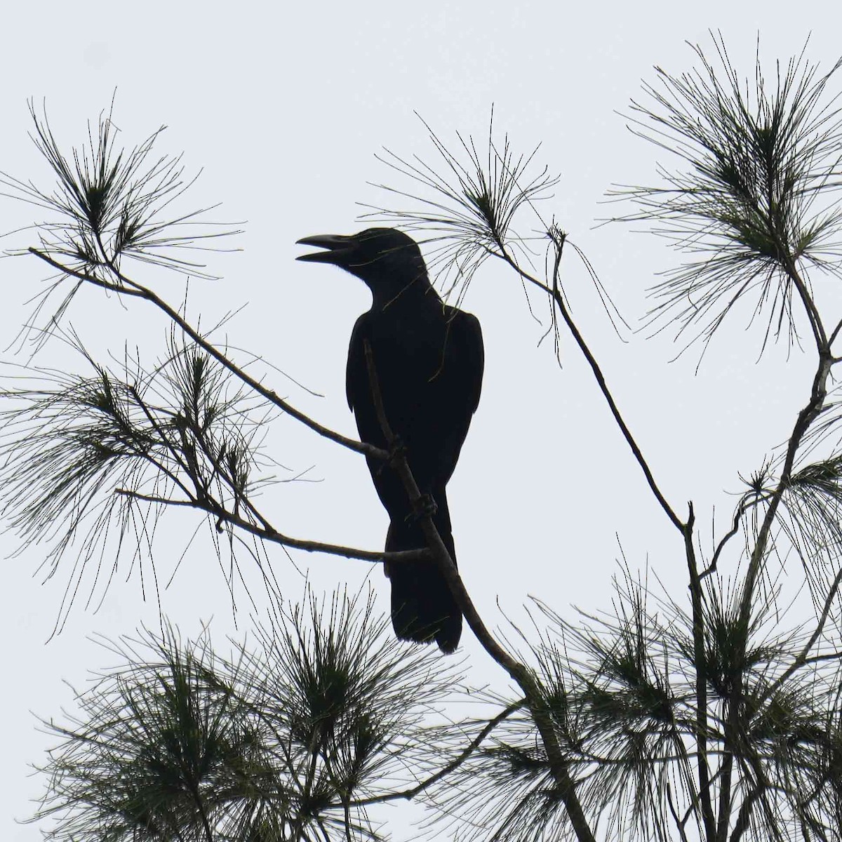 Philippine Jungle Crow - ML642378560