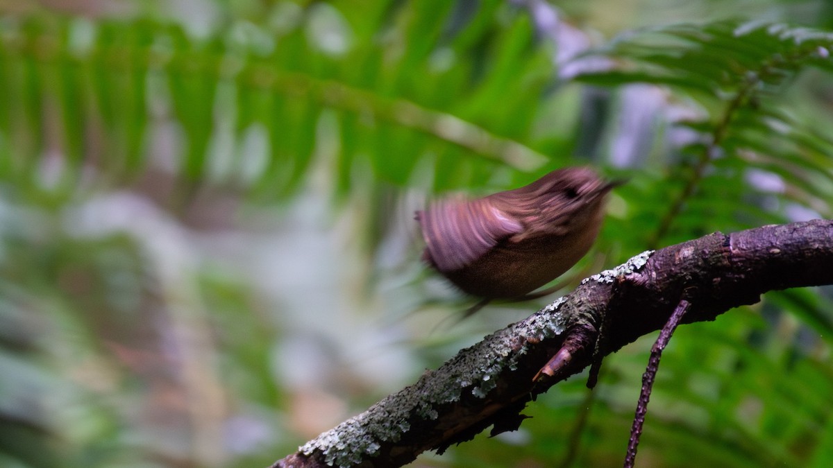 Pacific Wren - ML642378561