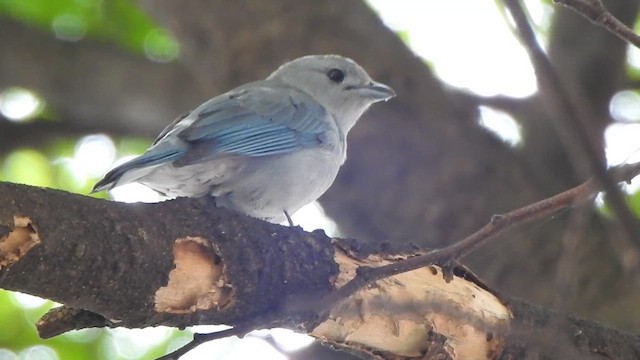 Sayacatangare - ML642378566