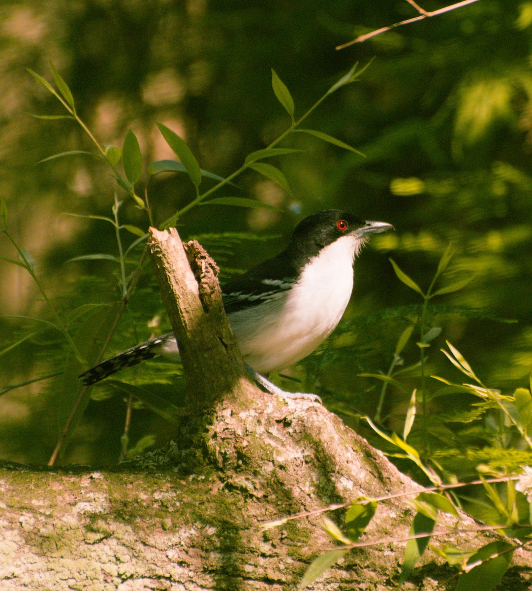 Weißbrust-Ameisenwürger - ML642378570