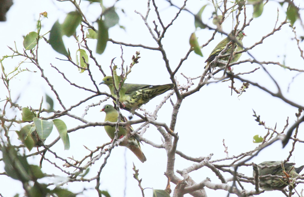 Wedge-tailed Green-Pigeon - ML642378573