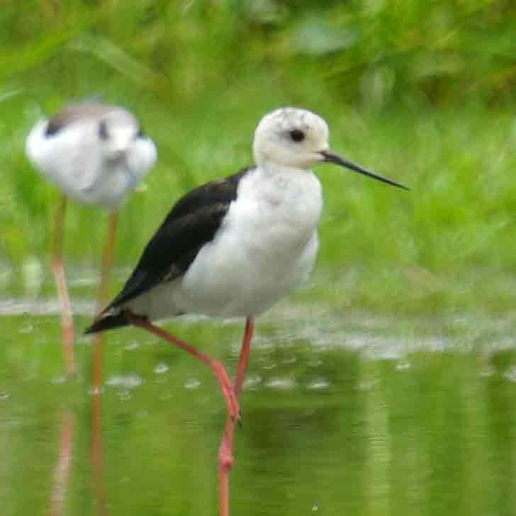 Stelzenläufer - ML642378574