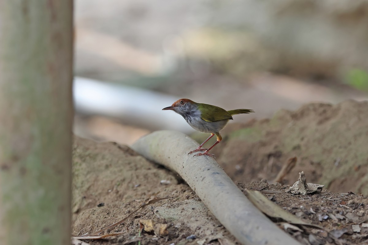 Dunkelkehl-Schneidervogel - ML642378575