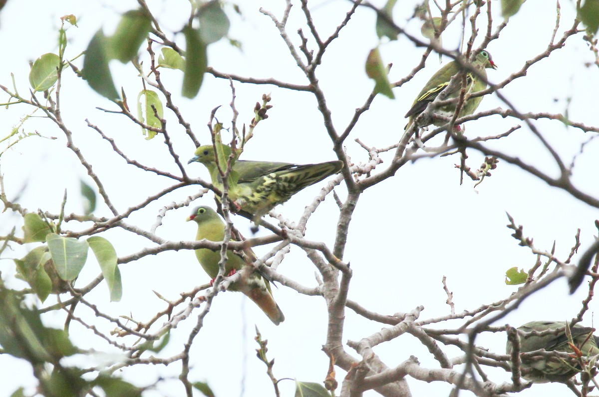 Wedge-tailed Green-Pigeon - ML642378577