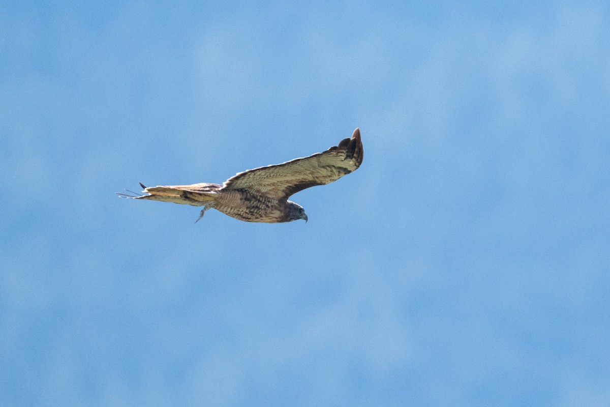 Rotschwanzbussard - ML642378582