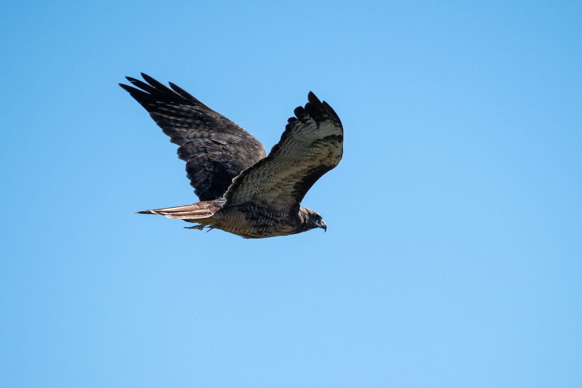 Rotschwanzbussard - ML642378584