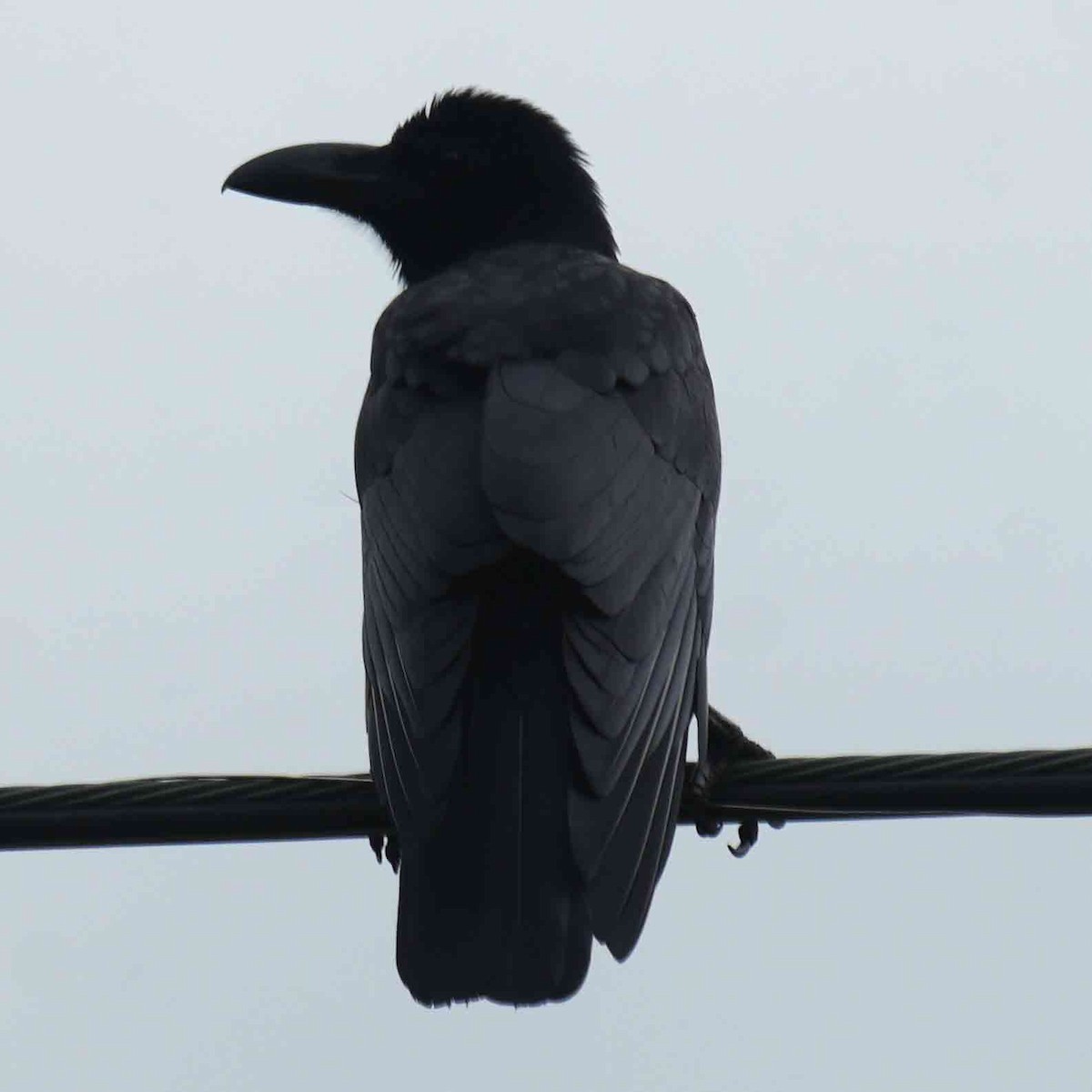 Philippine Jungle Crow - ML642378592