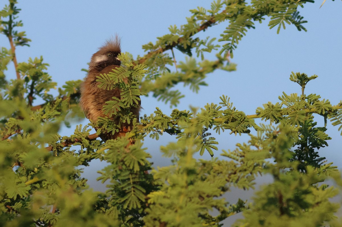 Braunflügel-Mausvogel - ML642378595