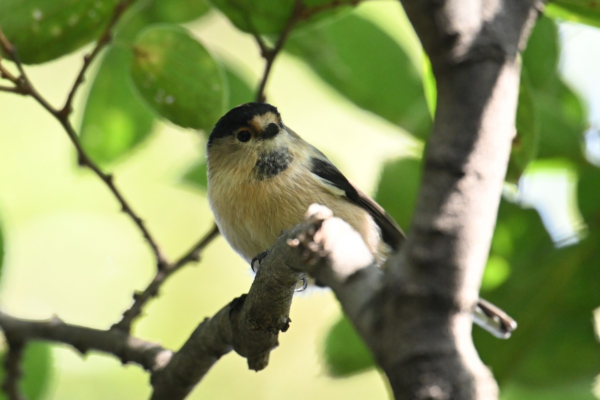 Silver-throated Tit - ML642378612