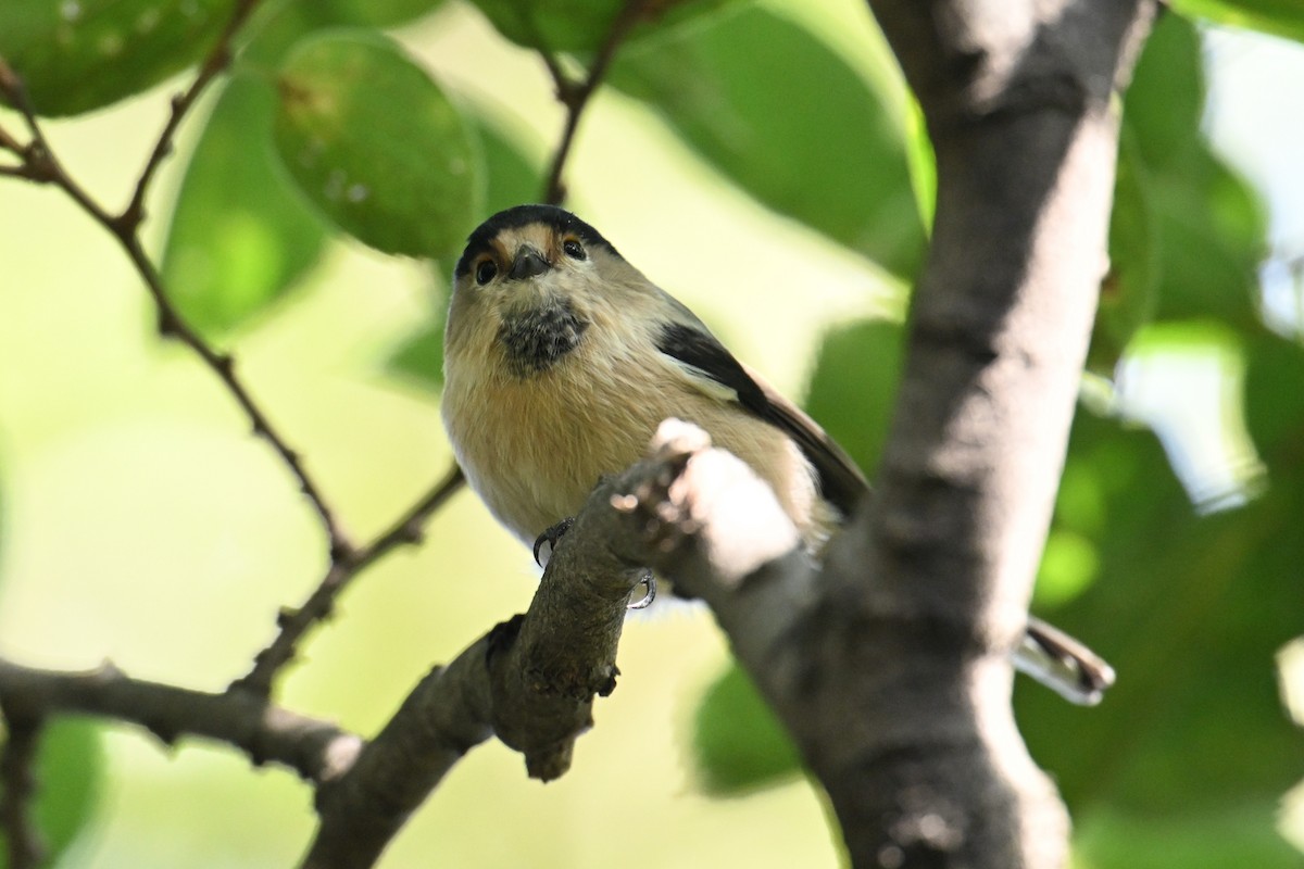 Silver-throated Tit - ML642378613