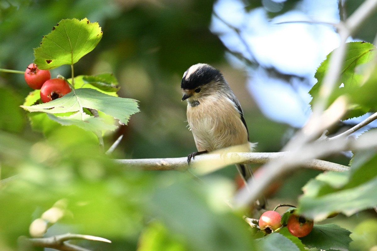 Silver-throated Tit - ML642378615