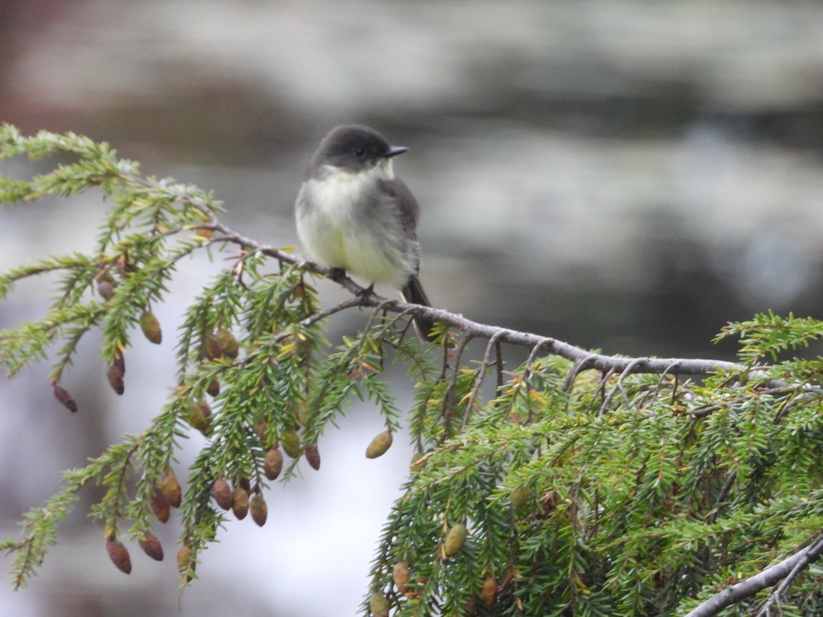 Eastern Phoebe - ML642378641