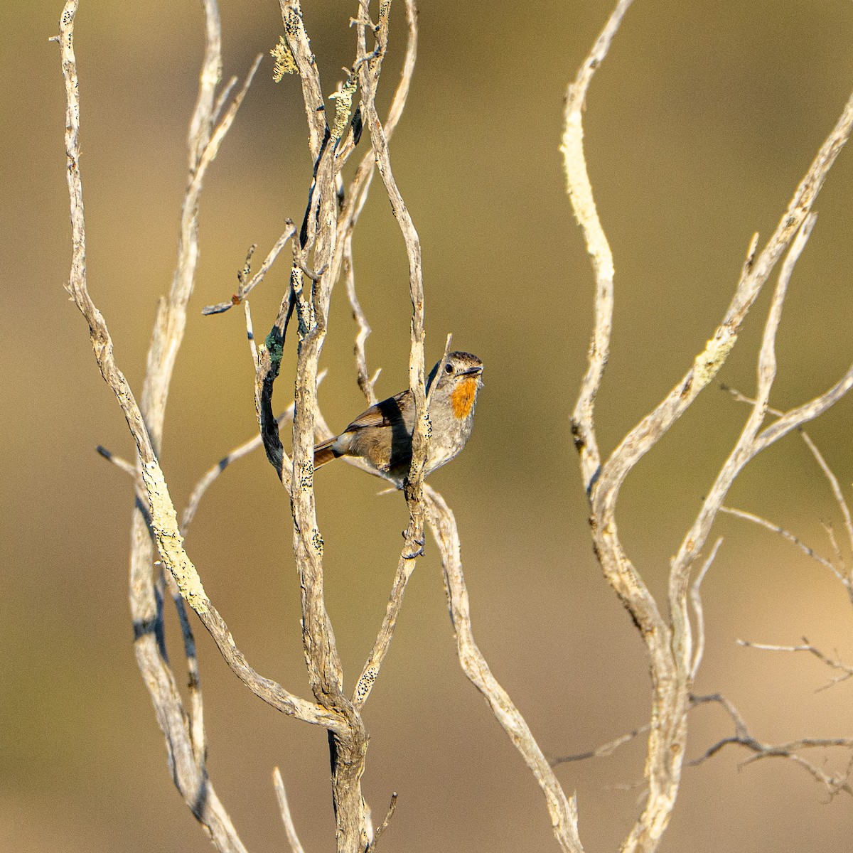 Redthroat - ML642378647