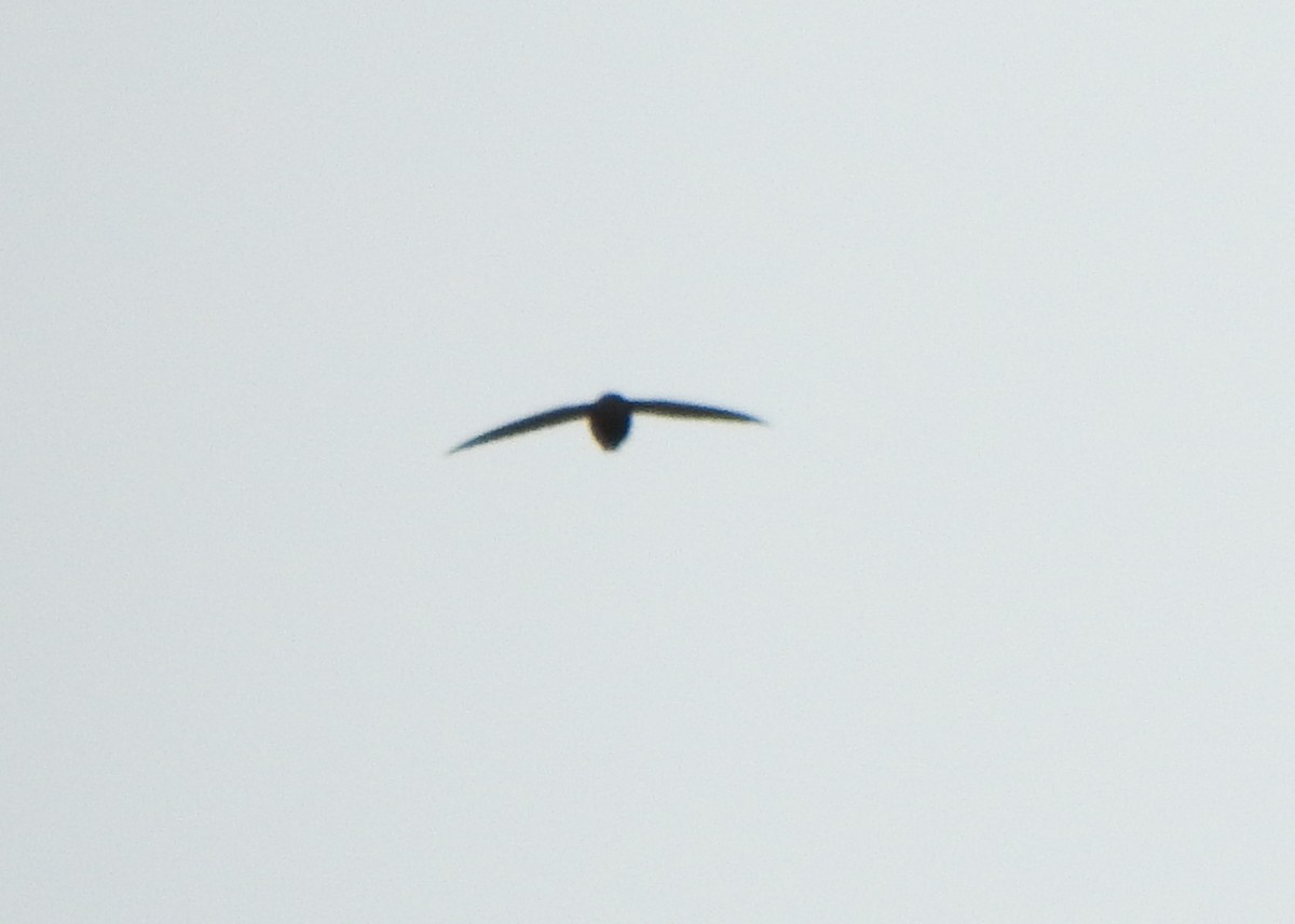 Sick's Swift - ML642378663