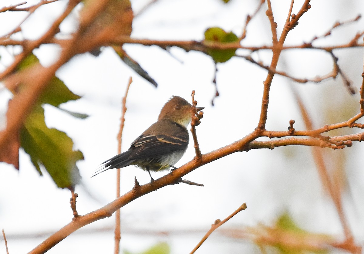 new world flycatcher sp. - ML642378673