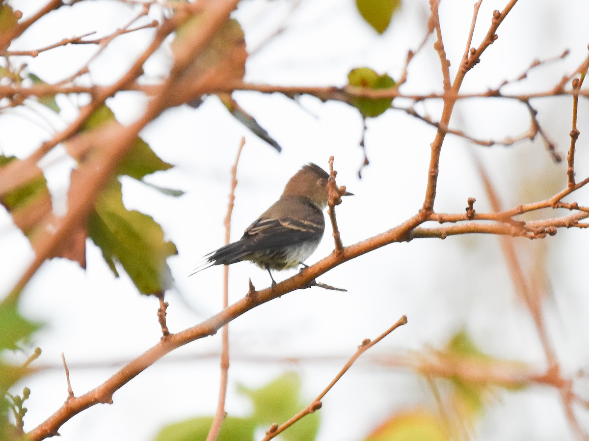 new world flycatcher sp. - ML642378674
