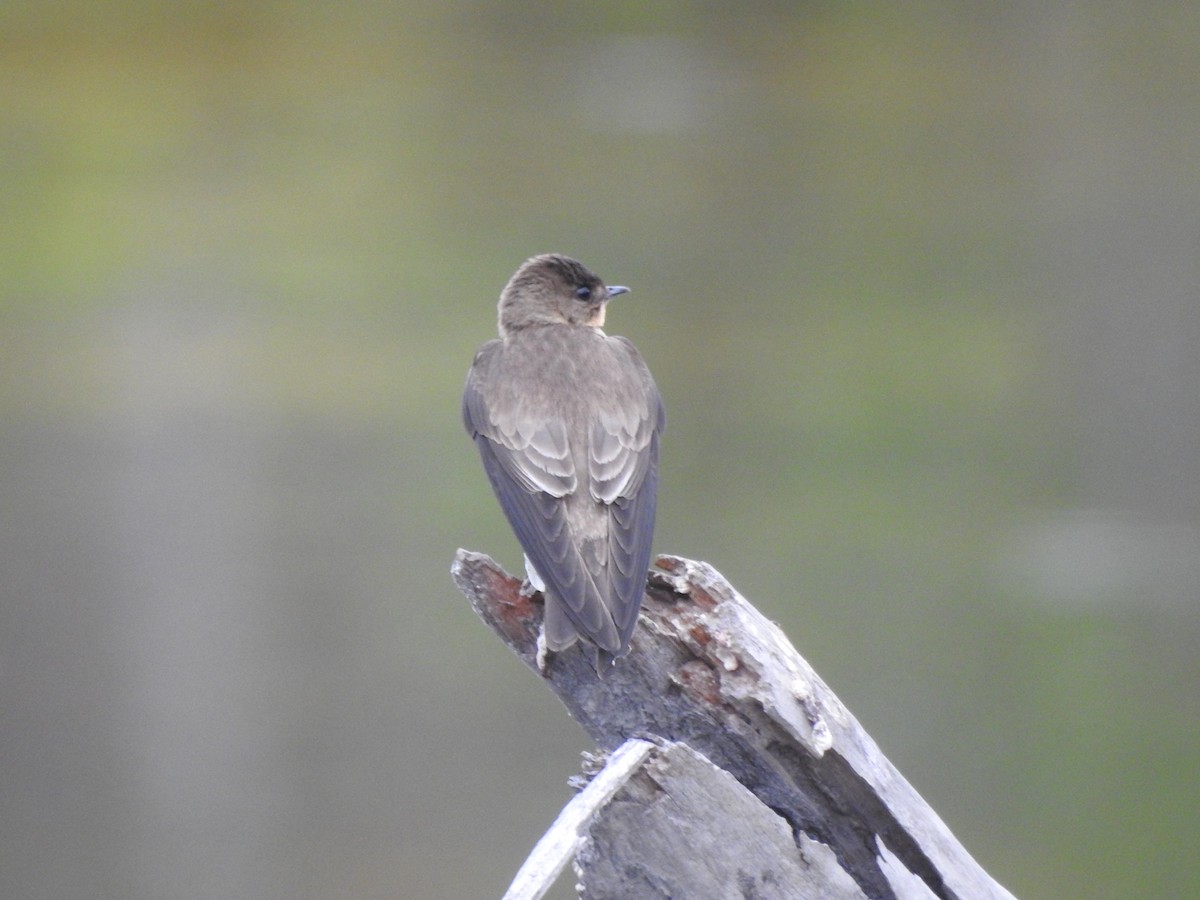 Southern Rough-winged Swallow - ML642378677