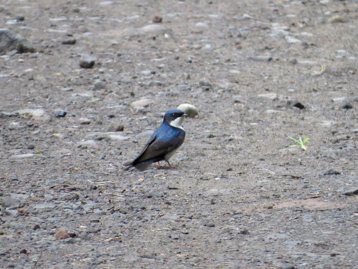 Golondrina Barranquera - ML642378678