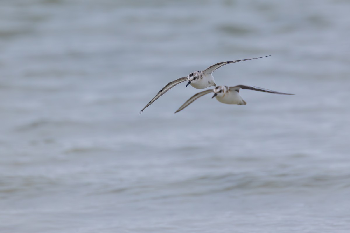 Sanderling - ML642378715