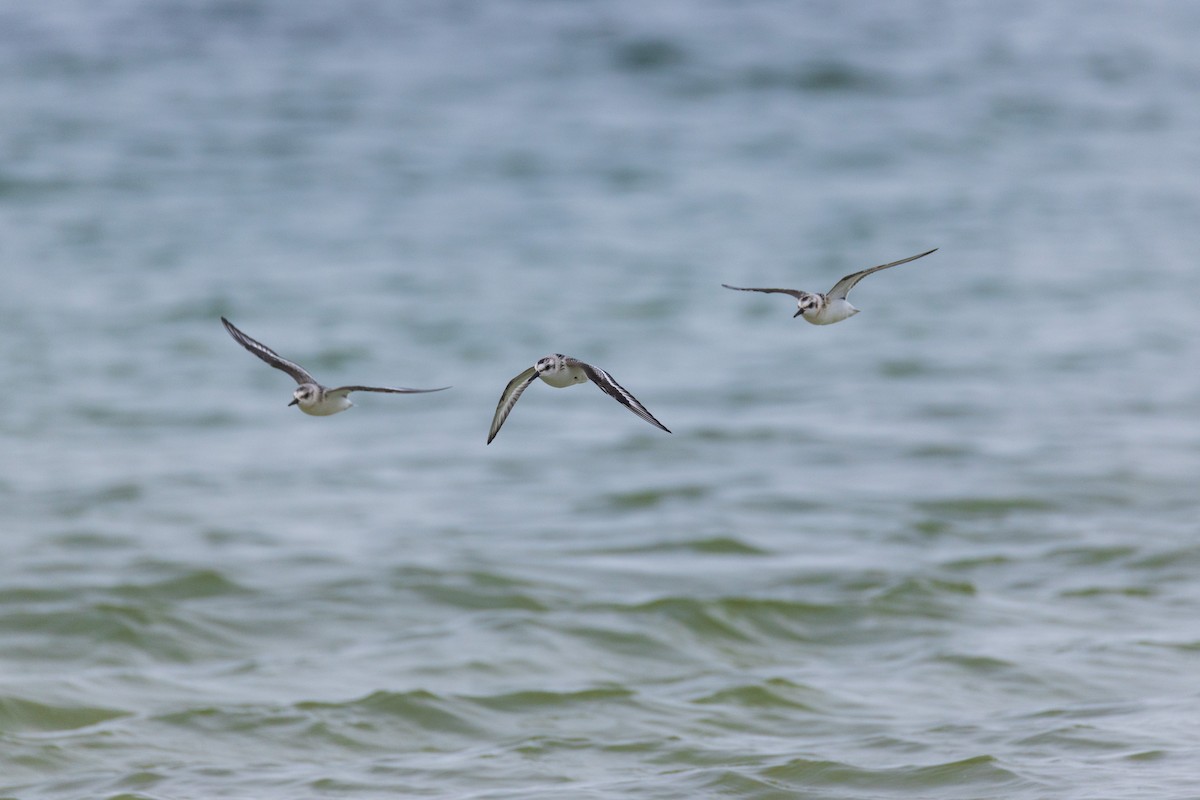 Sanderling - ML642378716