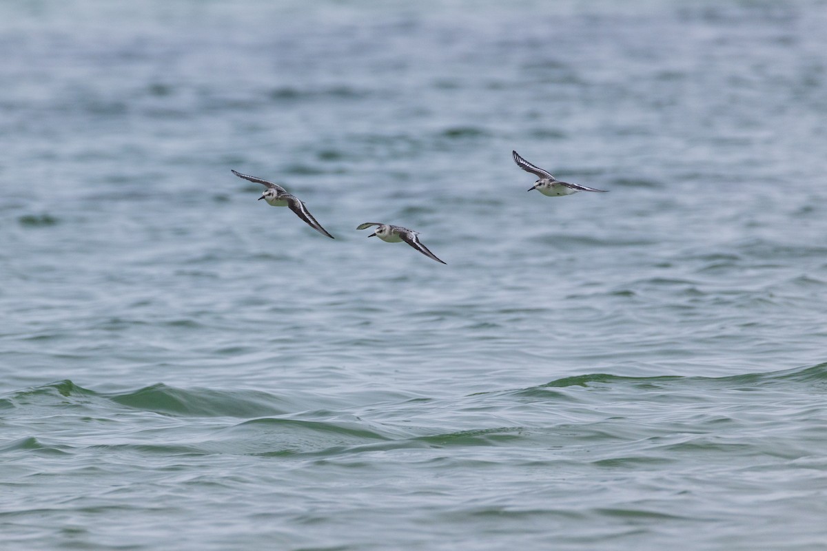 Sanderling - ML642378717