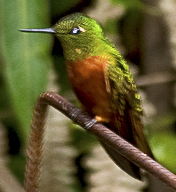 Chestnut-breasted Coronet - ML642378722
