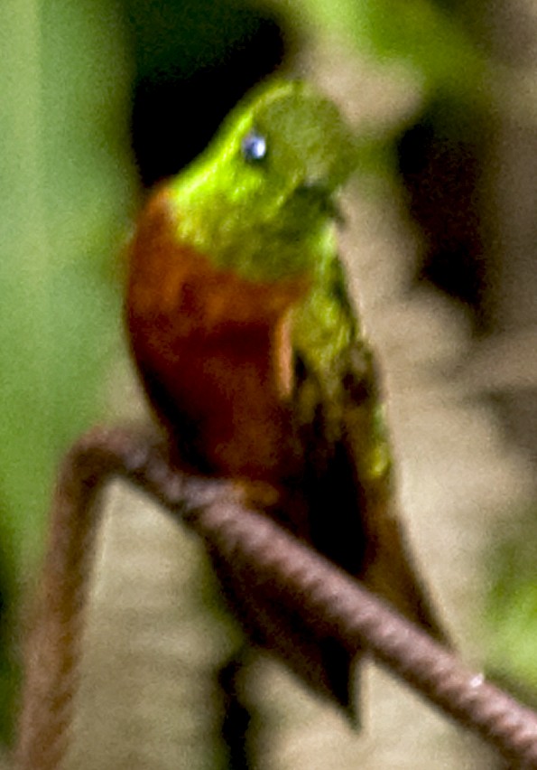 Chestnut-breasted Coronet - ML642378723