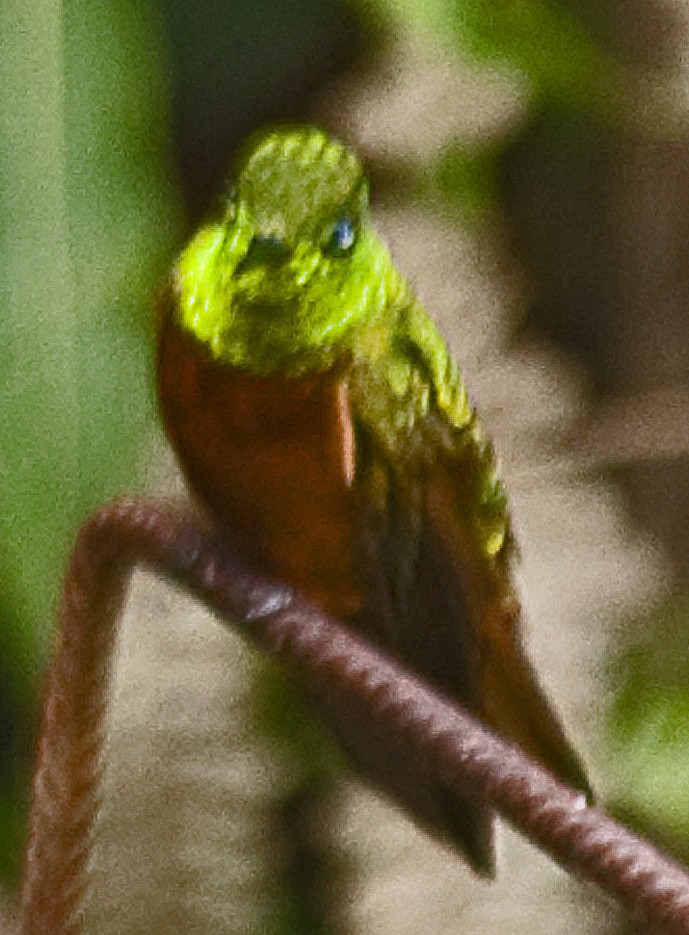 Chestnut-breasted Coronet - ML642378724