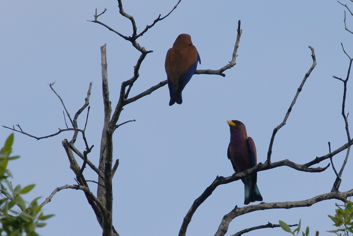 Broad-billed Roller - ML642378736