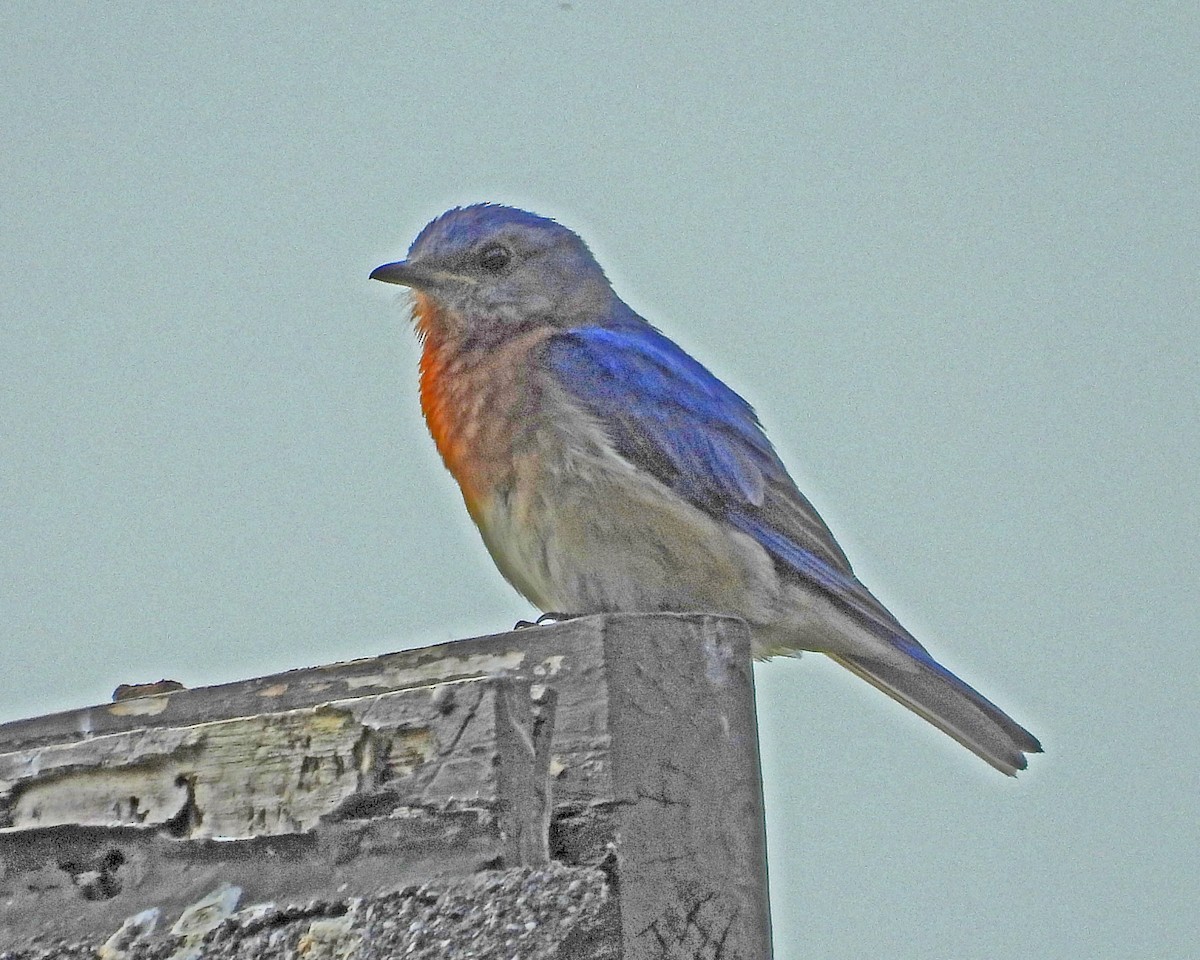 Eastern Bluebird - ML642378744