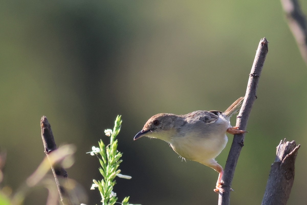 Cisticola sp. - ML642378759