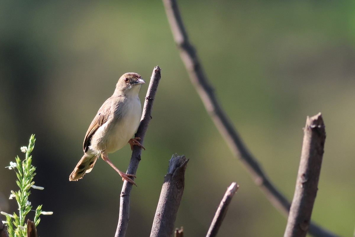 Cisticola sp. - ML642378760