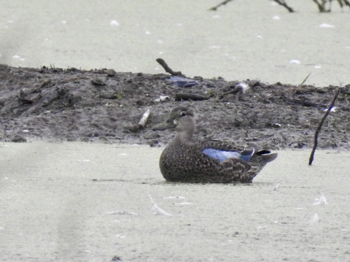 Sarcelle à ailes bleues - ML642378786