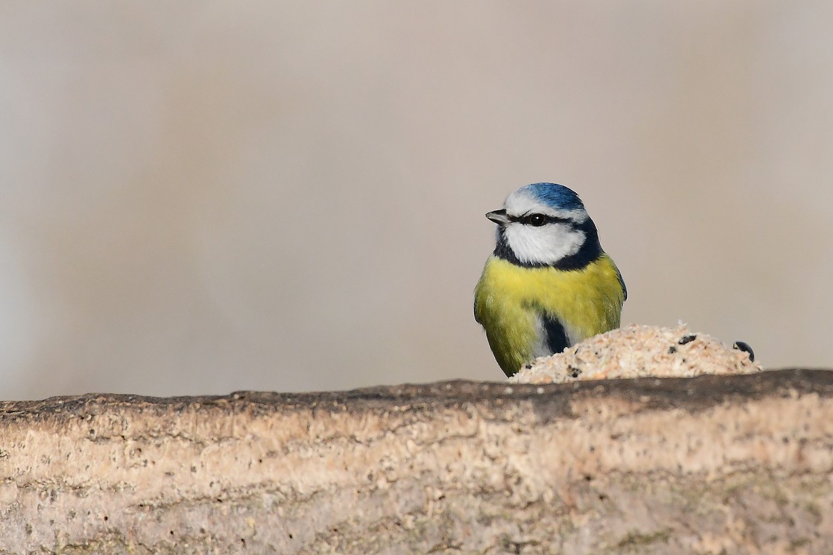 Blaumeise - ML642378790