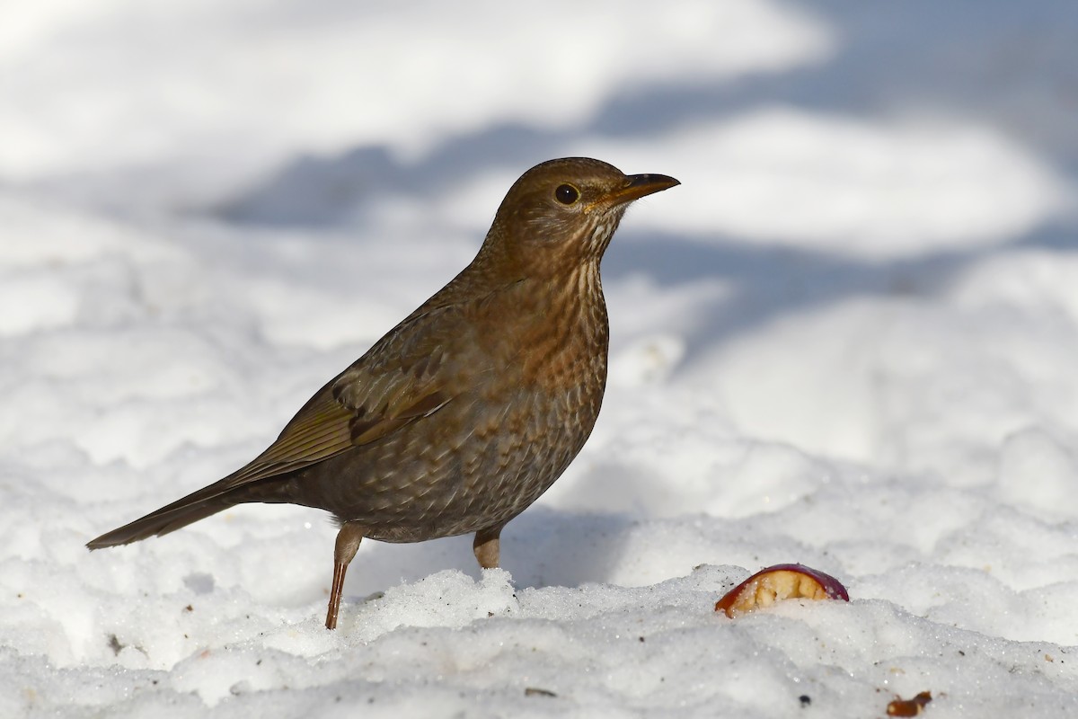 Eurasian Blackbird - ML642378817