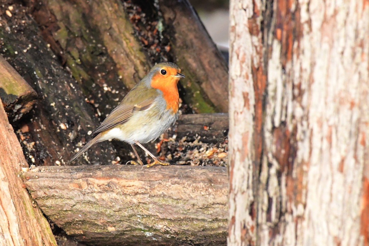 European Robin - ML642378822