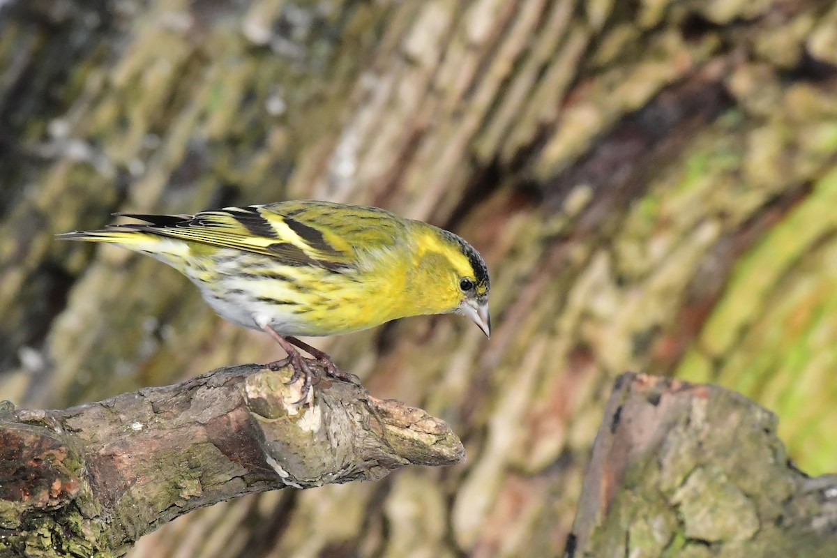 Eurasian Siskin - ML642378828
