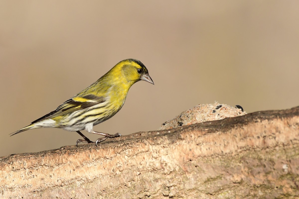 Eurasian Siskin - ML642378831