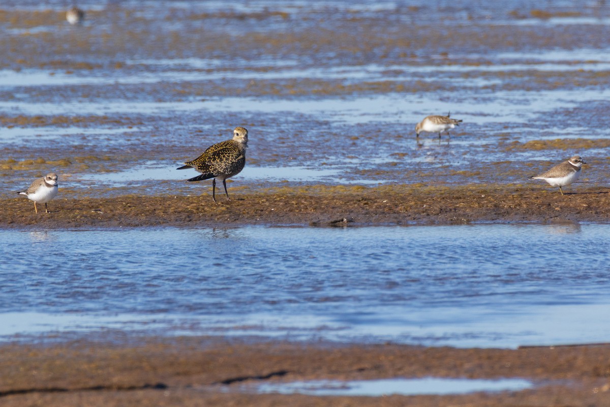 American Golden-Plover - ML642378843