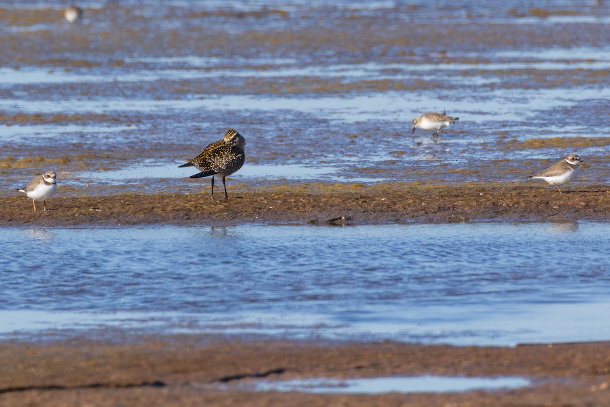 American Golden-Plover - ML642378844