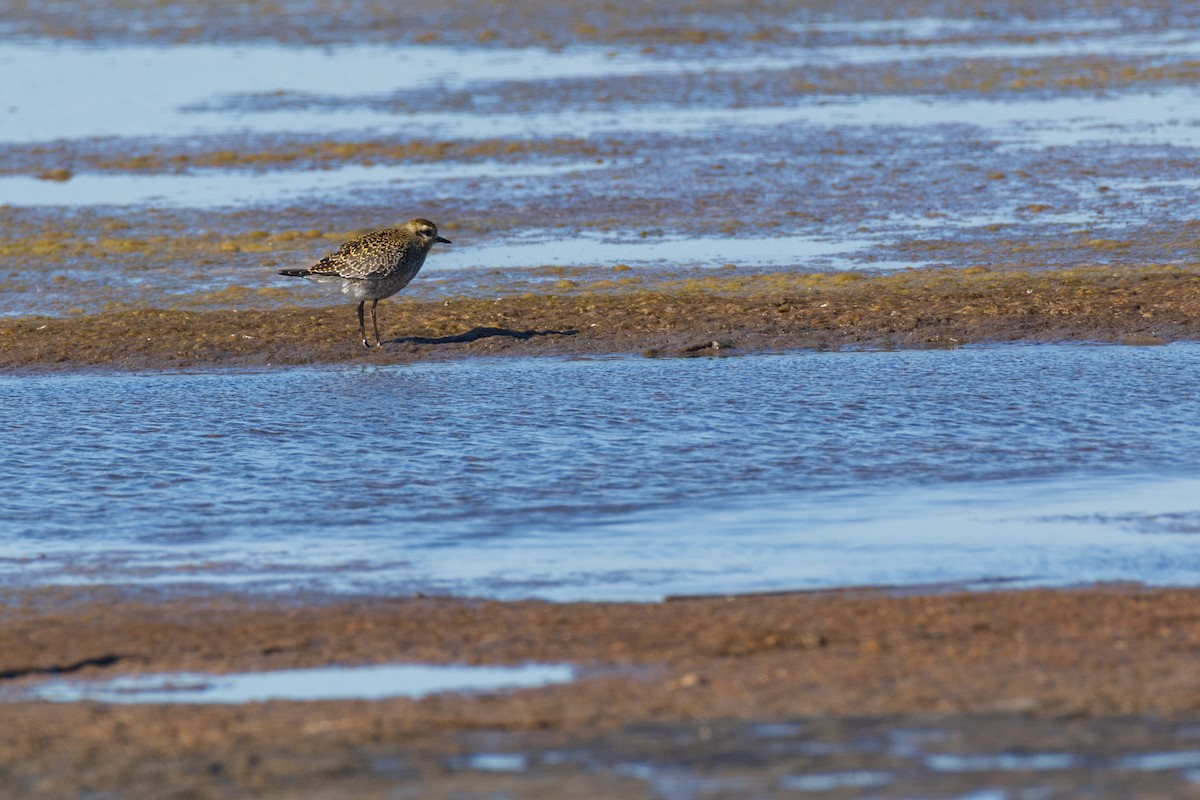 American Golden-Plover - ML642378845