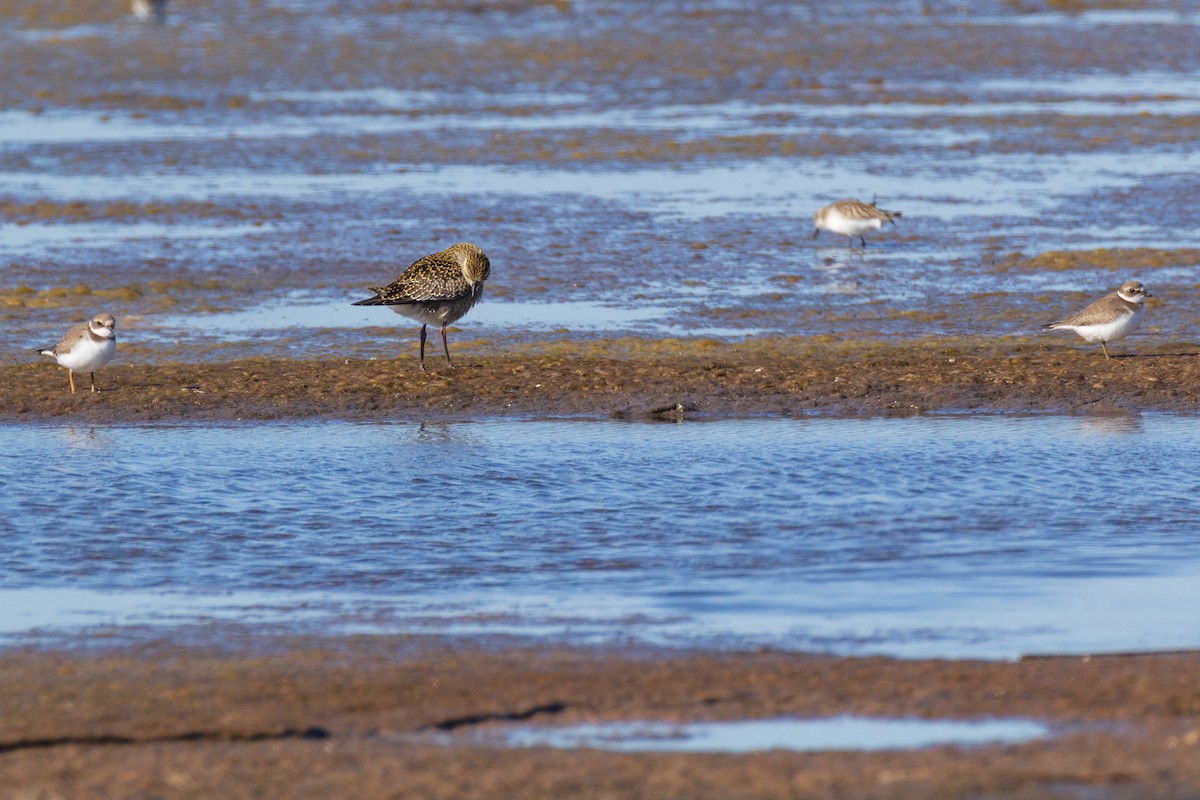 American Golden-Plover - ML642378846